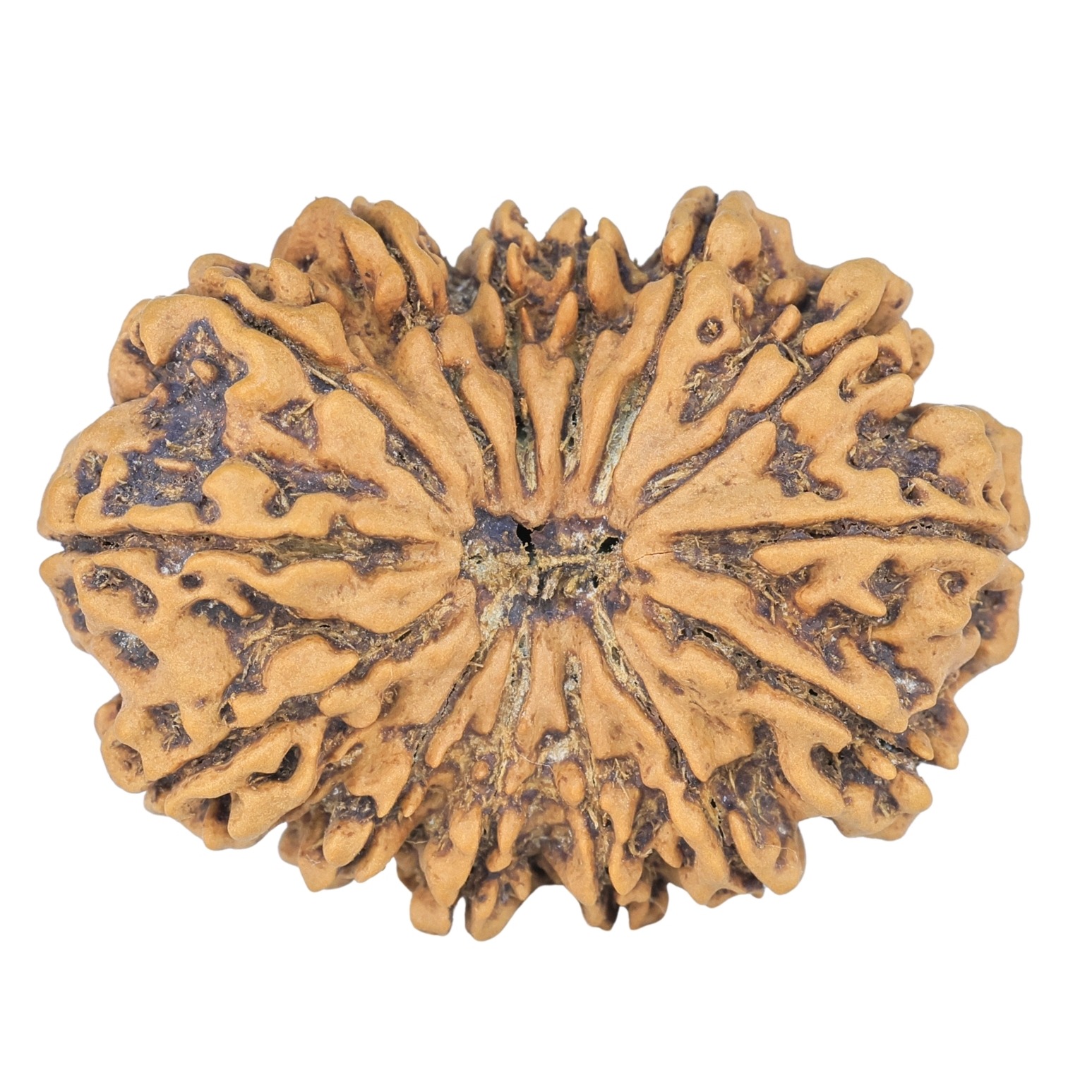 14 Mukhi Rudraksha 34.1mm 6.8gm - Rudraksha