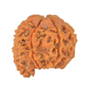 Sawar/Ganesh (6+1) 22.2mm 3.35gm - Rudraksha