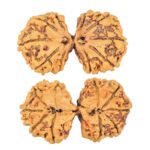 11 MK Gaurishankar 39.3mm 5.52gm - Rudraksha