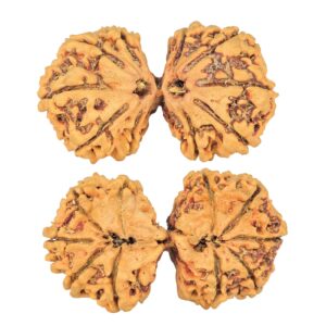 11 MK Gaurishankar 39.3mm 5.52gm - Rudraksha