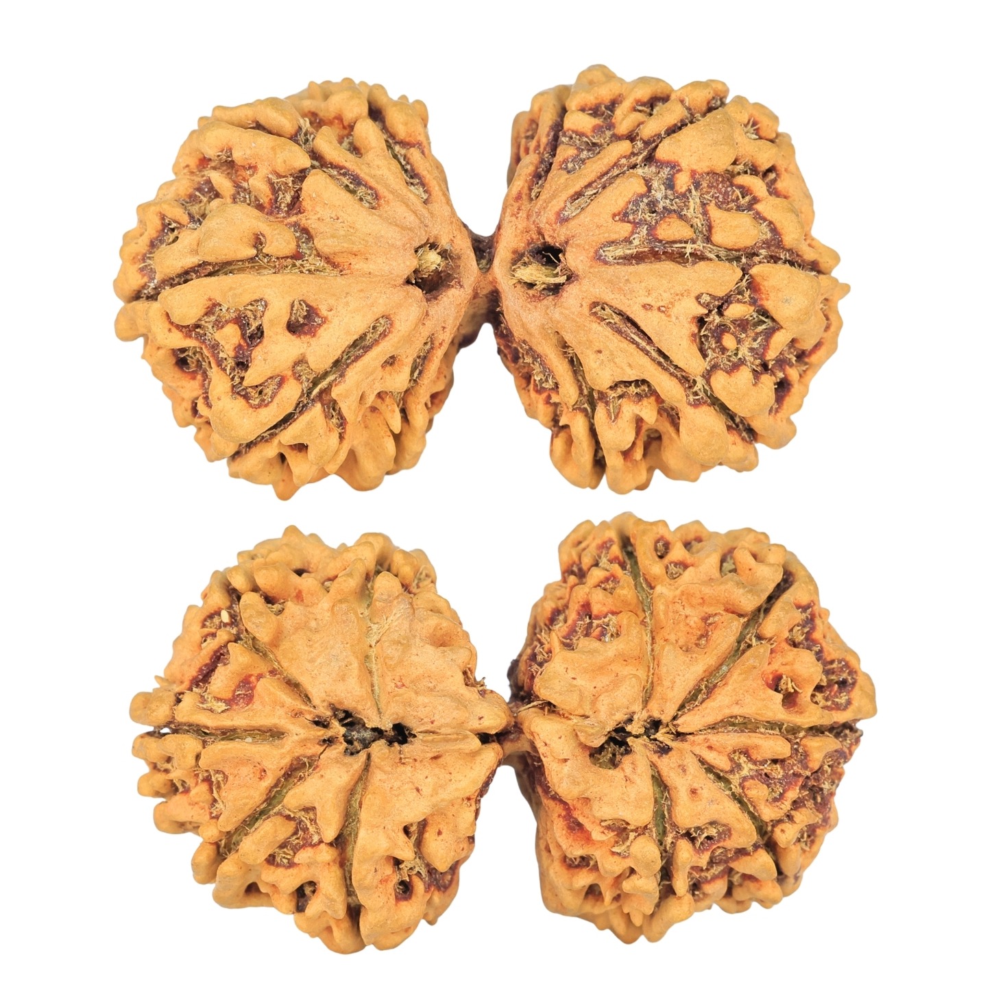 11 MK Gaurishankar 39.3mm 5.52gm - Rudraksha