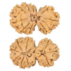 9 MK Gaurishankar 28.2mm 3.27gm - Rudraksha