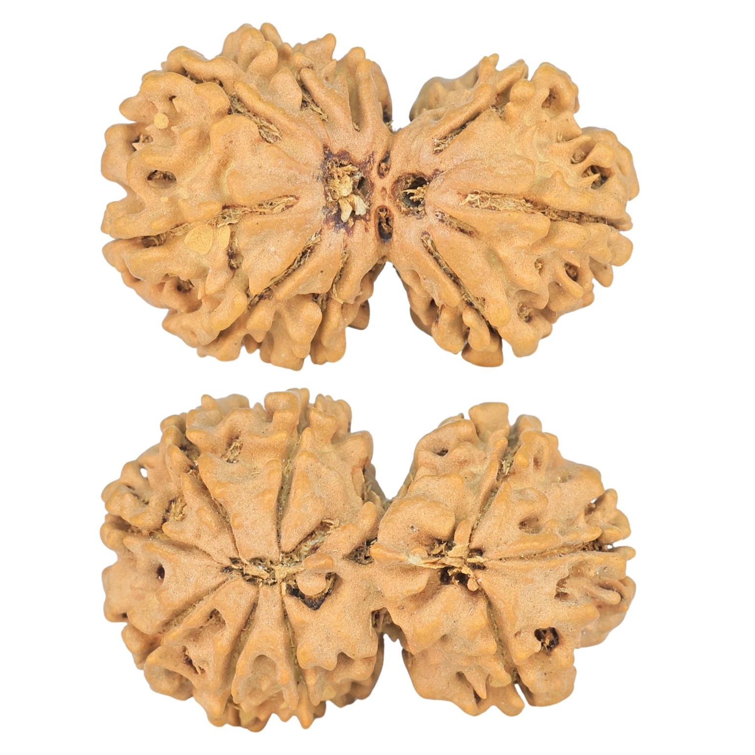 9 MK Gaurishankar 28.2mm 3.27gm - Rudraksha