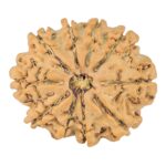 10 Mukhi Rudraksha 25.1mm 3.44gm - Rudraksha