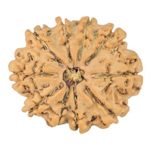10 Mukhi Rudraksha 25.1mm 3.44gm - Rudraksha