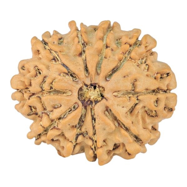 10 Mukhi Rudraksha 25.1mm 3.44gm - Rudraksha