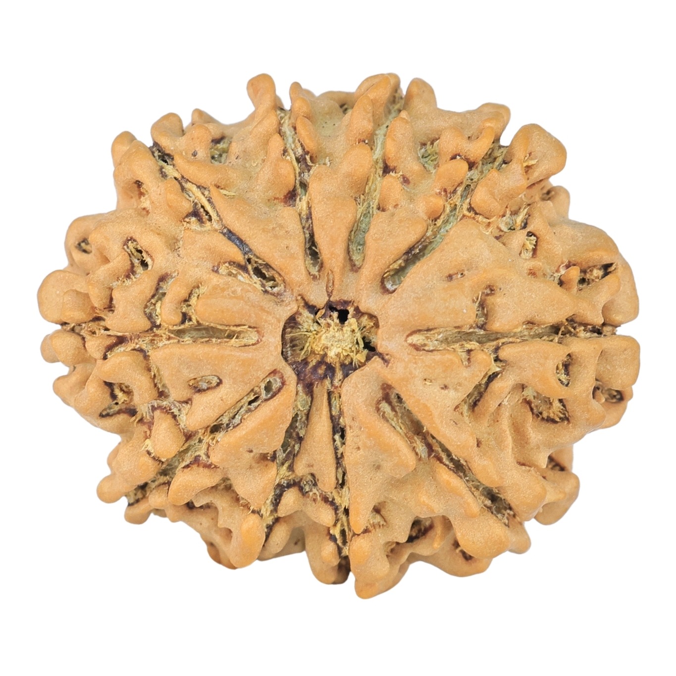 10 Mukhi Rudraksha 25.1mm 3.44gm - Rudraksha