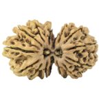 15 MK Gaurishankar 34.3mm 4.92gm - Rudraksha
