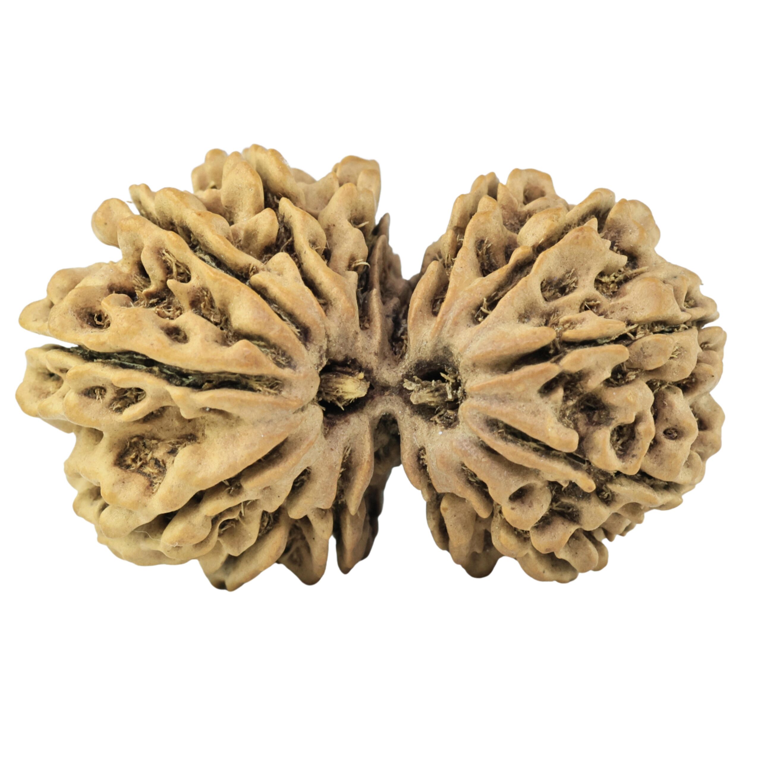 15 MK Gaurishankar 34.3mm 4.92gm - Rudraksha