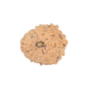 14 Mukhi Rudraksha 20.3mm 2.57gm - Rudraksha