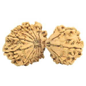 16 MK Gaurishankar 37.8mm 5.25gm - Rudraksha