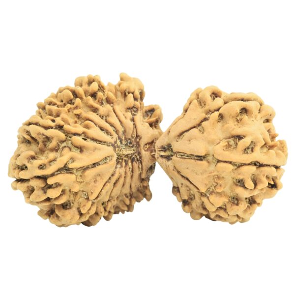 16 MK Gaurishankar 37.8mm 5.25gm - Rudraksha