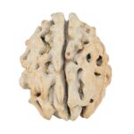 1 Mukhi Rudraksha 18.4mm 2gm - Rudraksha