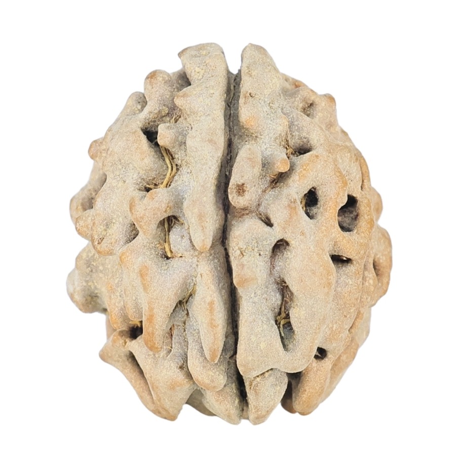 1 Mukhi Rudraksha 18.4mm 2gm - Rudraksha