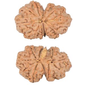 9 Mukhi G.S & Ganesh 30.7mm 5.56gm - Rudraksha