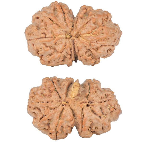 9 Mukhi G.S & Ganesh 30.7mm 5.56gm - Rudraksha