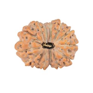 14 Mukhi Rudraksha 21.1mm 2.45gm - Rudraksha
