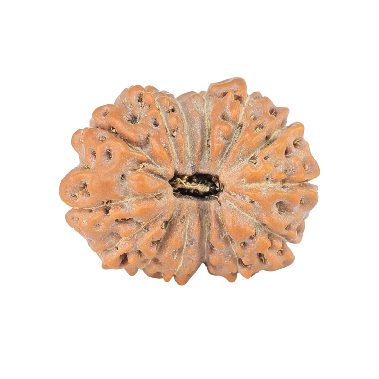 14 Mukhi Rudraksha 21.1mm 2.45gm - Rudraksha