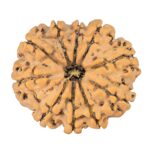 10 Mukhi Rudraksha 24.5mm 3.29gm - Rudraksha