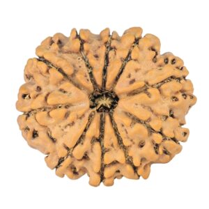 10 Mukhi Rudraksha 24.5mm 3.29gm - Rudraksha