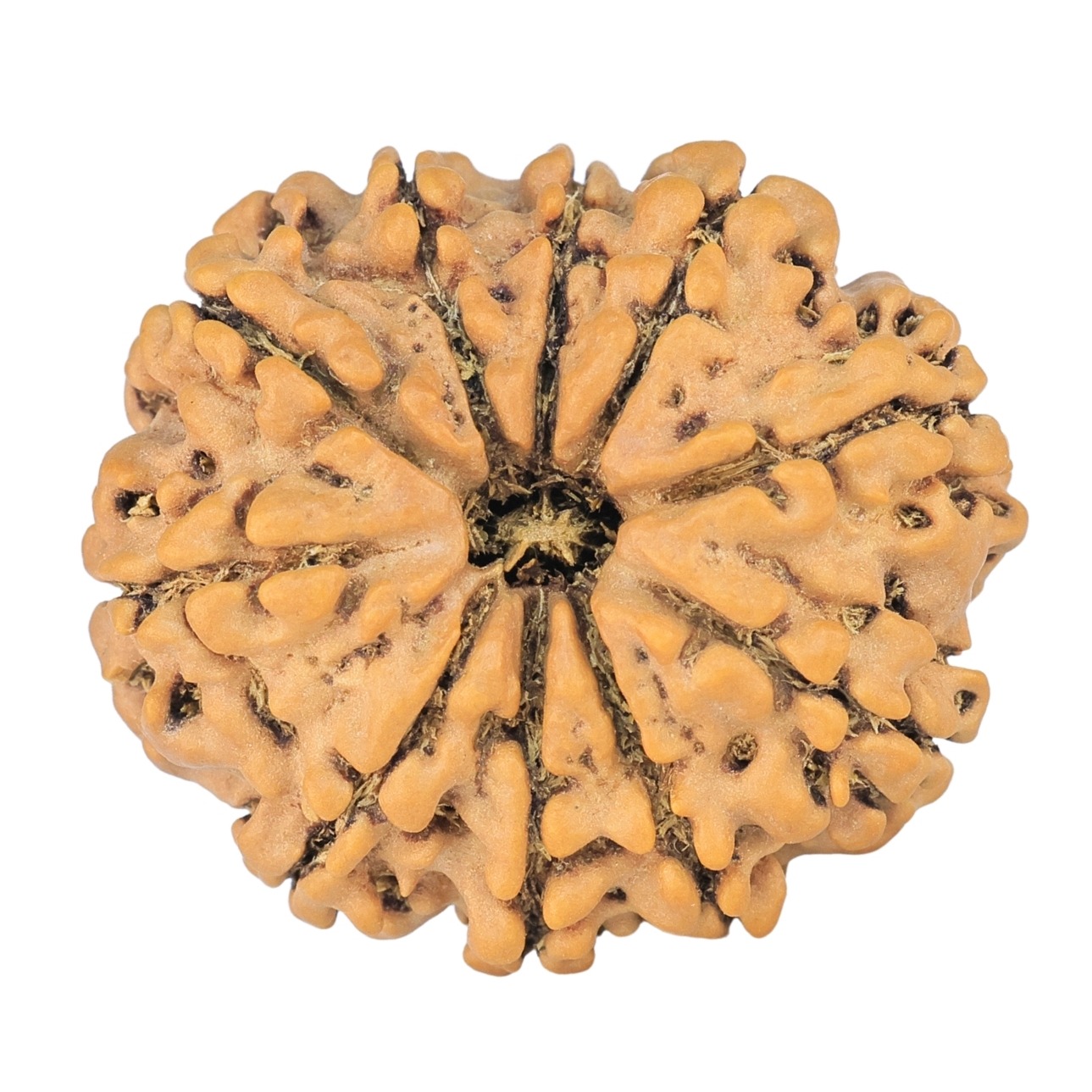 10 Mukhi Rudraksha 24.5mm 3.29gm - Rudraksha