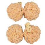 9 Mukhi G.S & Ganesh 35mm 6.1gm - Rudraksha