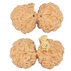 9 Mukhi G.S & Ganesh 35mm 6.1gm - Rudraksha