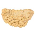 1 Mukhi Rudraksha 38.6mm 6.69gm - Rudraksha