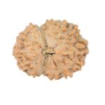 14 Mukhi Rudraksha 21.5mm 2.51gm - Rudraksha
