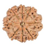 8 Mukhi Rudraksha 22.3mm 3.38gm - Rudraksha