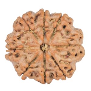 8 Mukhi Rudraksha 22.3mm 3.38gm