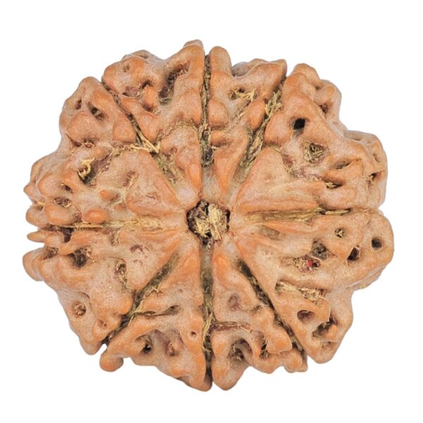 8 Mukhi Rudraksha 22.3mm 3.38gm - Rudraksha