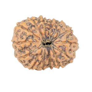 14 Mukhi Rudraksha 21.1mm 2.64gm - Rudraksha