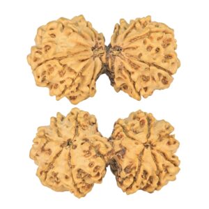 12 MK Gaurishankar 43.6mm 8.81gm - Rudraksha