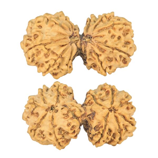 12 MK Gaurishankar 43.6mm 8.81gm - Rudraksha