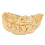 1 Mukhi Rudraksha 42.7mm 6.15gm - Rudraksha