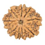 9 Mukhi Rudraksha 23.1mm 3.42gm - Rudraksha