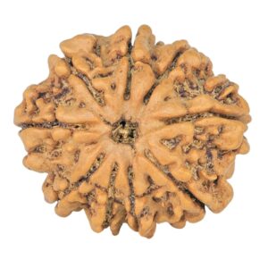 9 Mukhi Rudraksha 23.1mm 3.42gm