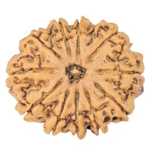11 Mukhi Rudraksha 26.3mm 4gm - Rudraksha