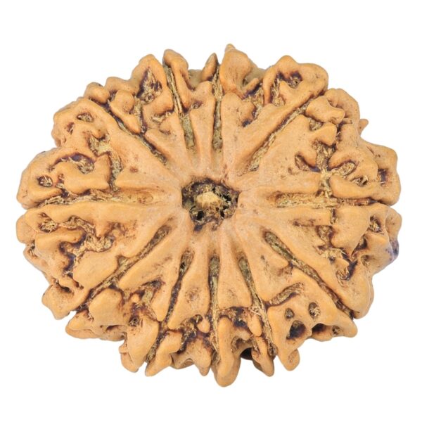 11 Mukhi Rudraksha 26.3mm 4gm - Rudraksha