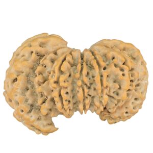 10+1+1 Mukhi Sawar 38.8mm 7.19gm - Rudraksha