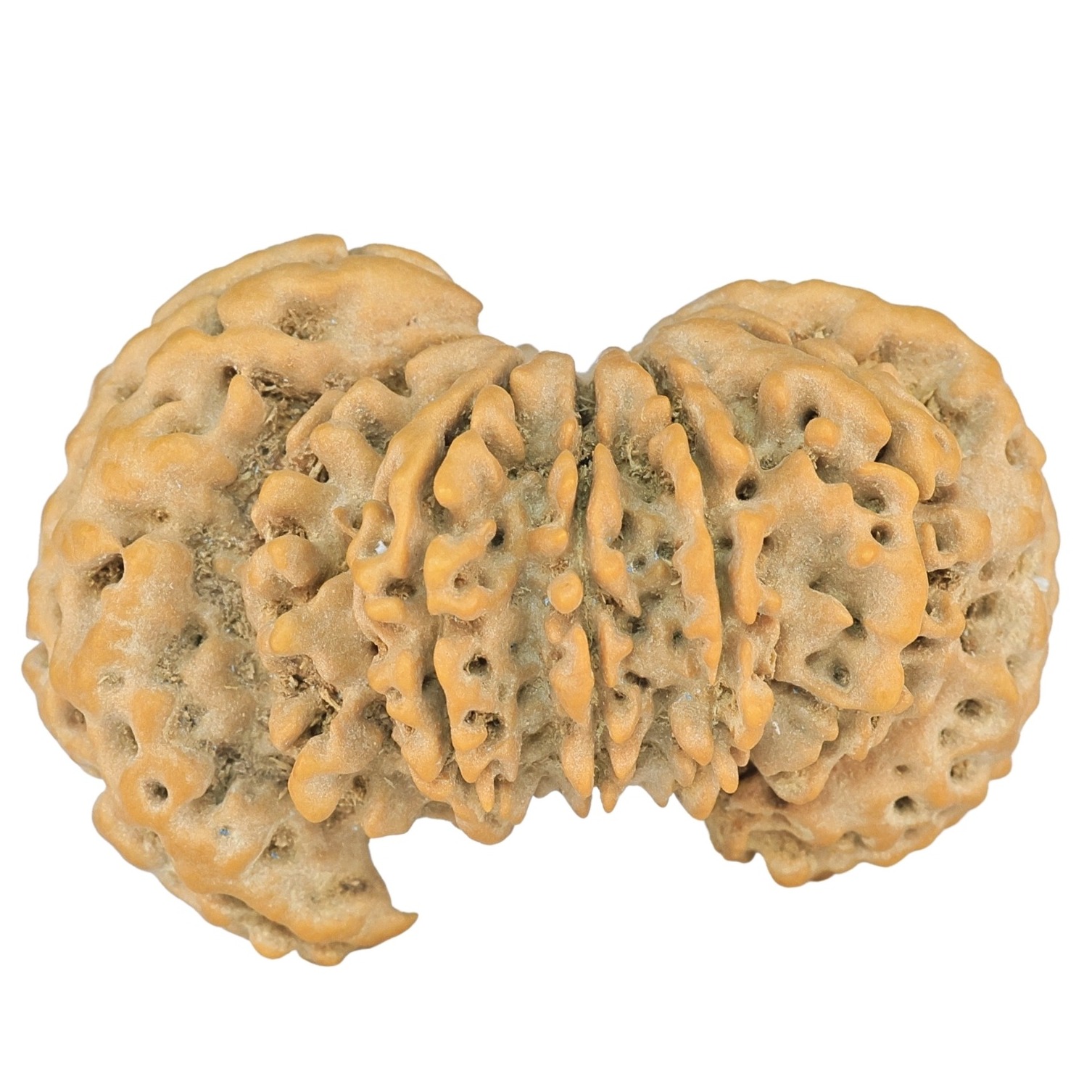 10+1+1 Mukhi Sawar 38.8mm 7.19gm - Rudraksha