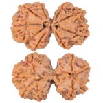 8 MK Gaurishankar 34.5mm 6.86gm - Rudraksha