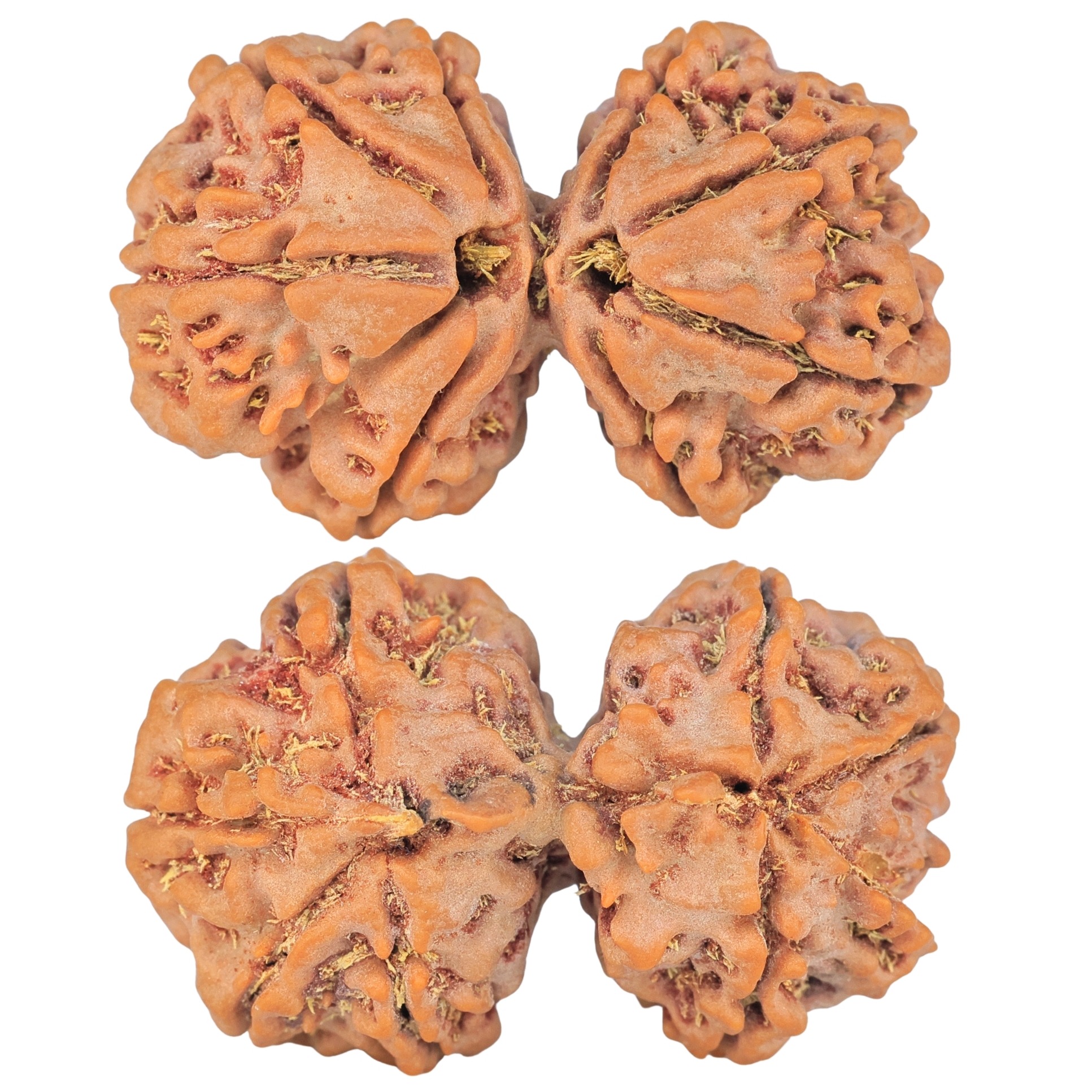 8 MK Gaurishankar 34.5mm 6.86gm - Rudraksha
