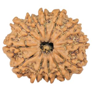 12 Mukhi Rudraksha 29mm 5.78gm - Rudraksha