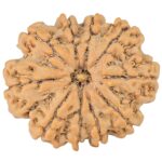 10 Mukhi Rudraksha 26.9mm 4.55gm - Rudraksha