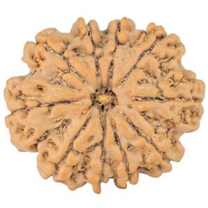 10 Mukhi Rudraksha 26.9mm 4.55gm - Rudraksha