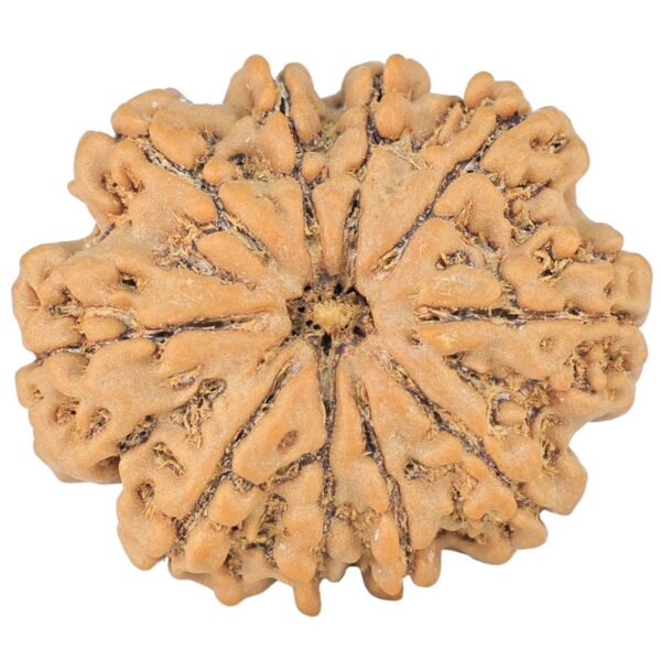 10 Mukhi Rudraksha 26.9mm 4.55gm - Rudraksha