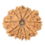 11 Mukhi Rudraksha 24.5mm 3.09gm - Rudraksha