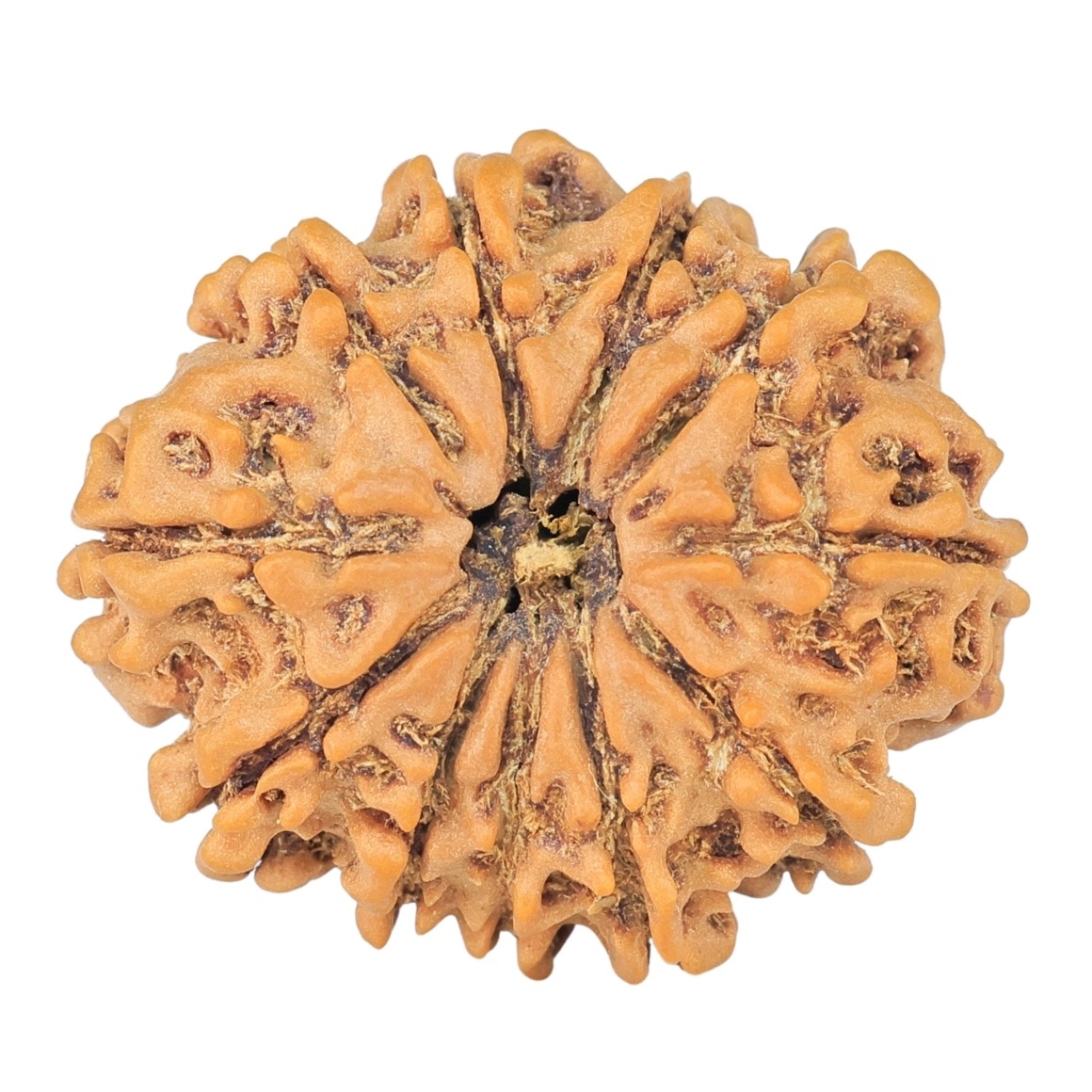 11 Mukhi Rudraksha 24.5mm 3.09gm - Rudraksha